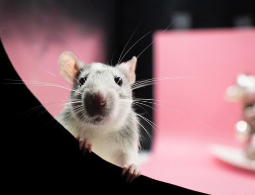 How to Prevent Rodent Damage to PEX